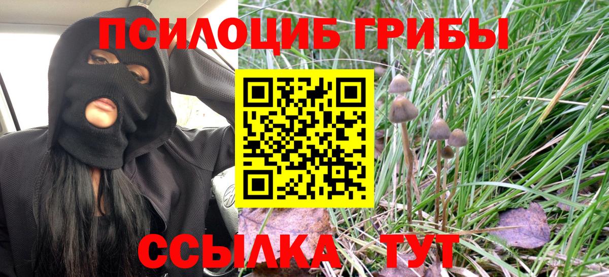 Ставрополь  Псилоцибиновые грибы Cubensis  Вход с VPN 